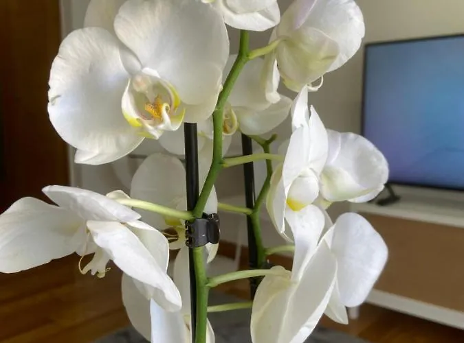 Estudio Parking Centro Puerta Del Sol Appartement